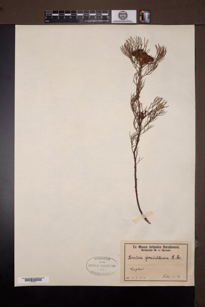 Botanical illustration or herbarium specimen of Serruria foeniculacea