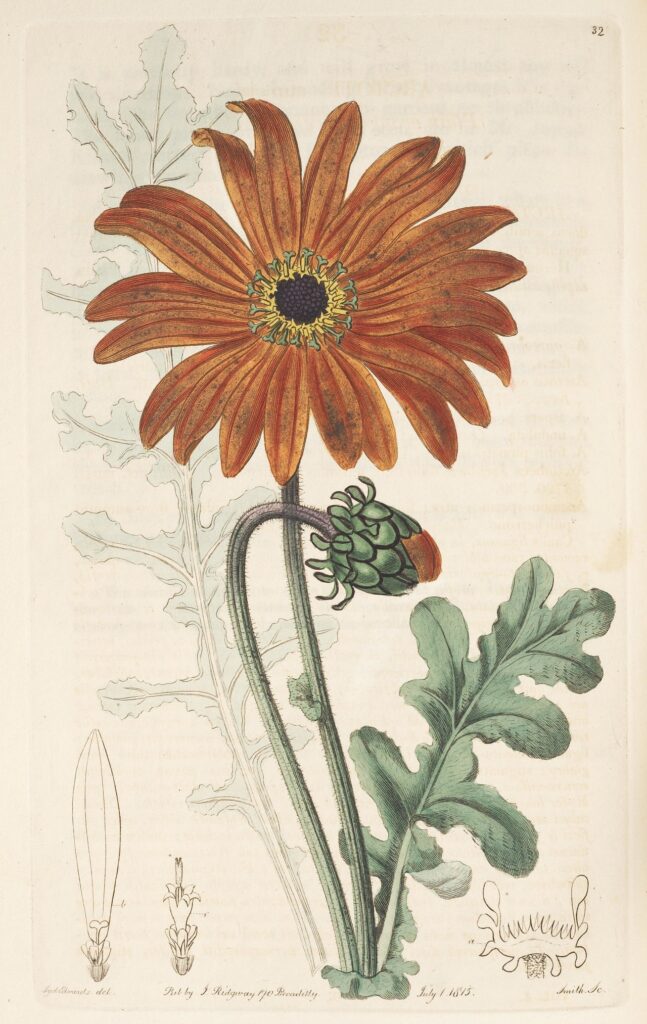 Historical botanical illustration of Arctotis aspera
