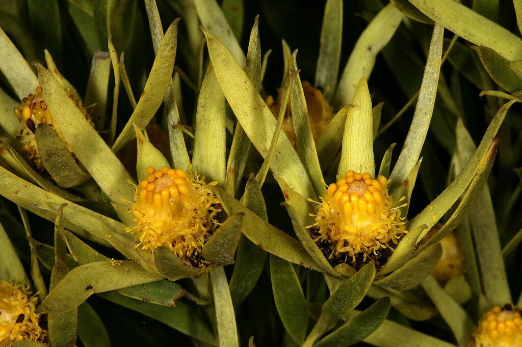 Close-up of male Leucadendron xanthoconus flowerheads