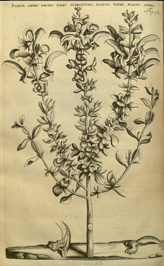 Botanical illustration or herbarium specimen of Salvia aurea