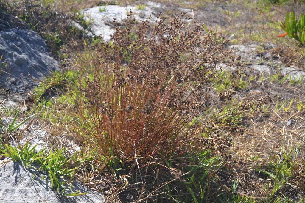 Full Juncus capensis clump showing foliage and mature brown seedheads