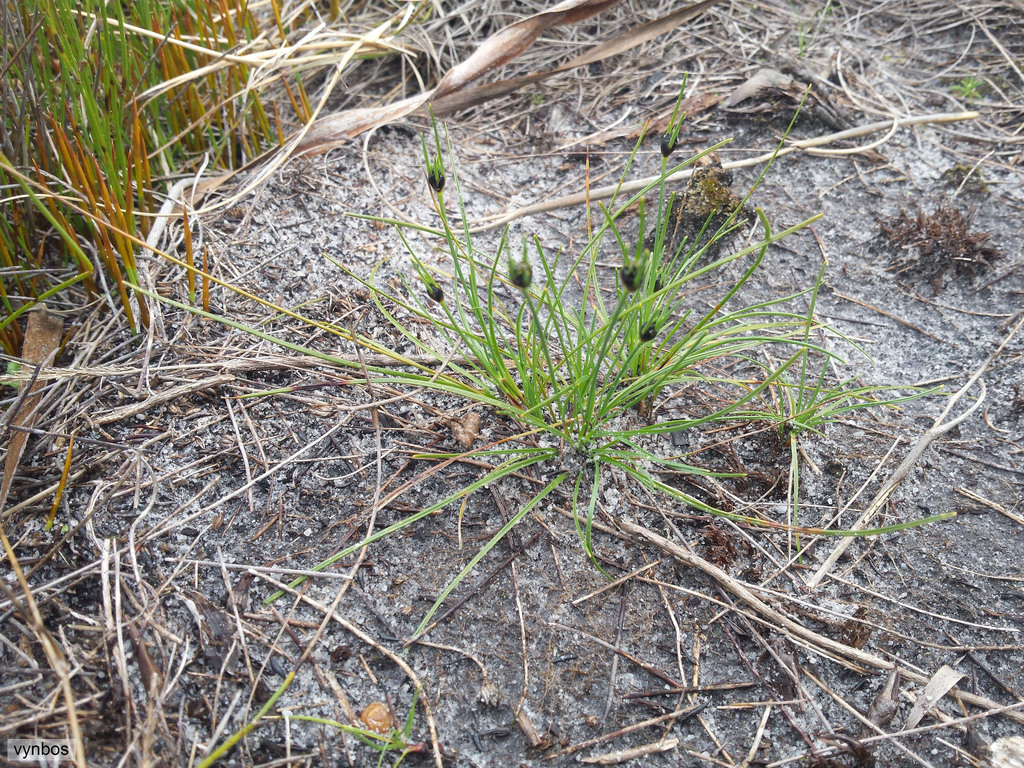 Ficinia capitella Whole living tuft of Ficinia capitella on sandy ground on Twelve Apostles Ridge, Table Mountain National Park