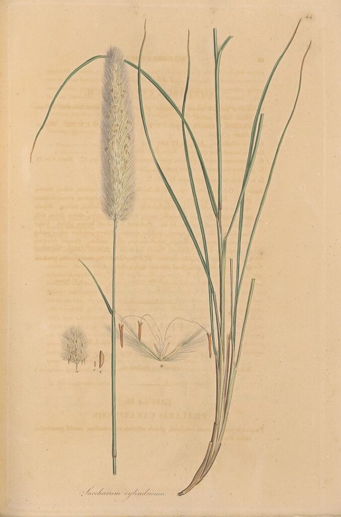 Complete 1806 Flora Graeca botanical plate 54 showing Imperata cylindrica, labelled Saccharum cylindricum