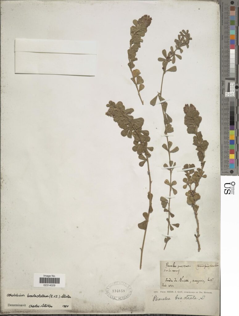 Historical botanical illustration or preserved specimen of Otholobium bracteolatum