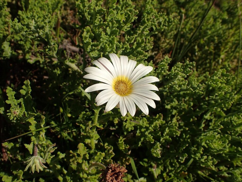 Photographic detail of Arctotis aspera