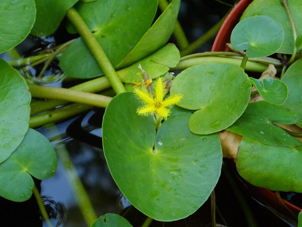 Southern African floating hearts with floating leaves and fringed yellow flowers