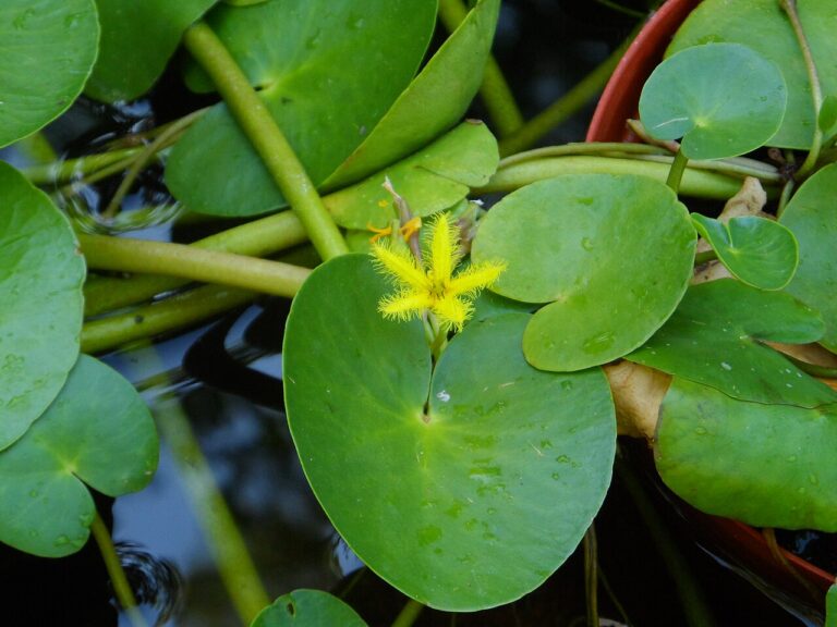 Southern African floating hearts with floating leaves and fringed yellow flowers