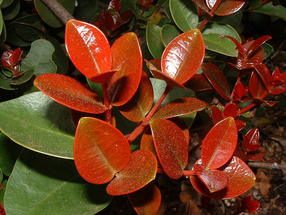 Red young leaves · Abu Shawka · Wikimedia Commons · Public domain