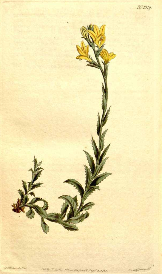 Lobelia lutea, now Monopsis lutea · S. T. Edwards, Curtis’s Botanical Magazine, plate 1319 · 1810 · Public domain