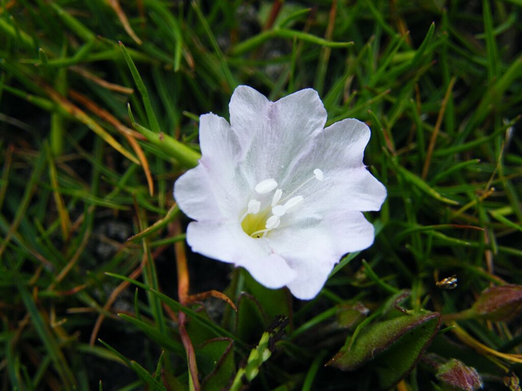 Close-up of the pale trumpet-shaped flower of Falkia repens at Rondevlei