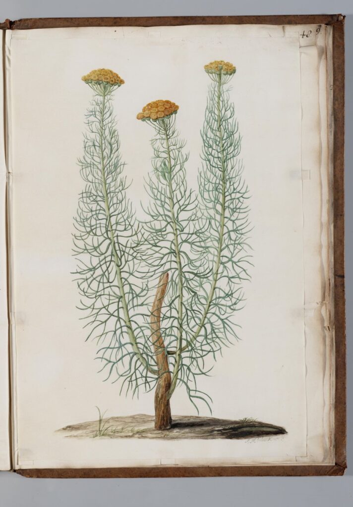 Historical botanical illustration of Athanasia crithmifolia