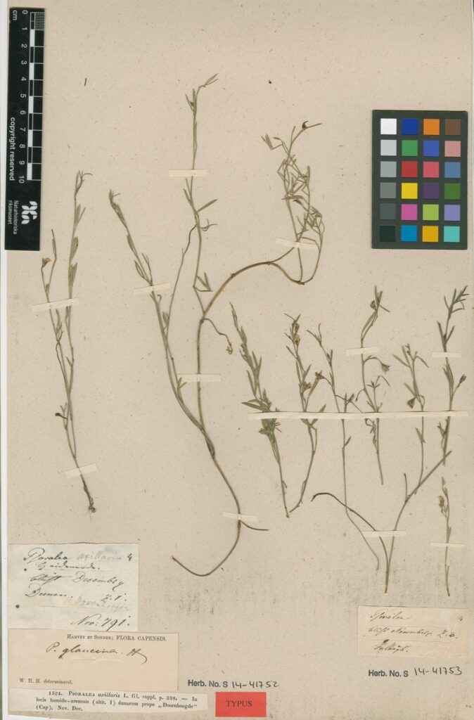 Historical botanical illustration or preserved specimen of Psoralea glaucina