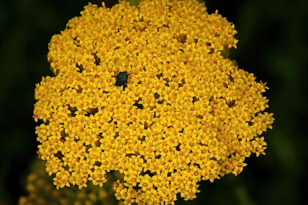 Photographic detail of Athanasia dentata