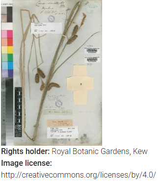 Complete Carex clavata herbarium image and rights information from Royal Botanic Gardens, Kew
