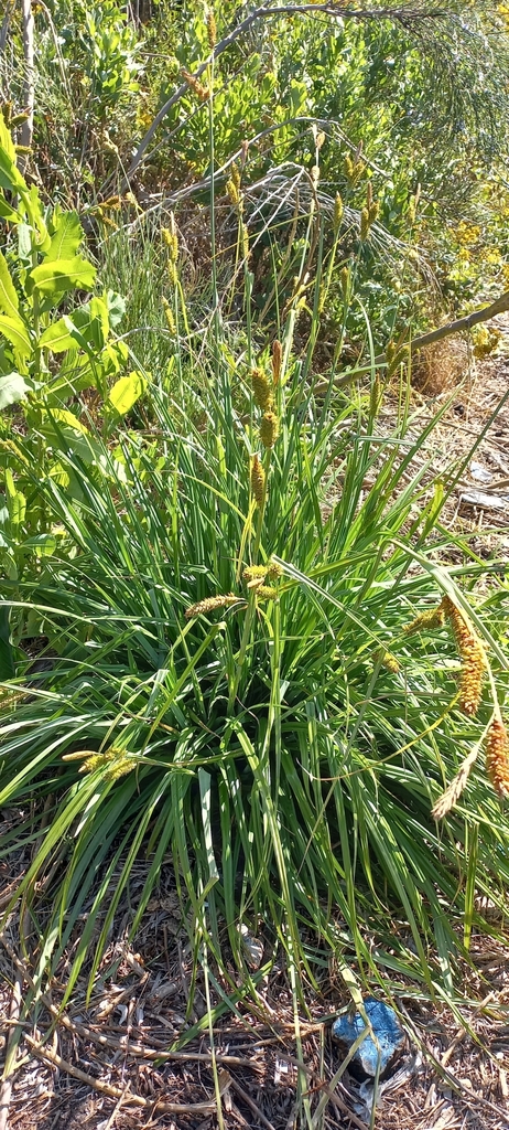 Carex clavata Living Carex clavata clump with long arching leaves at Pelikan Park, Cape Town
