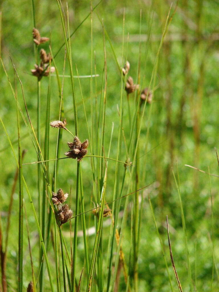 Photographic detail of Bolboschoenus maritimus