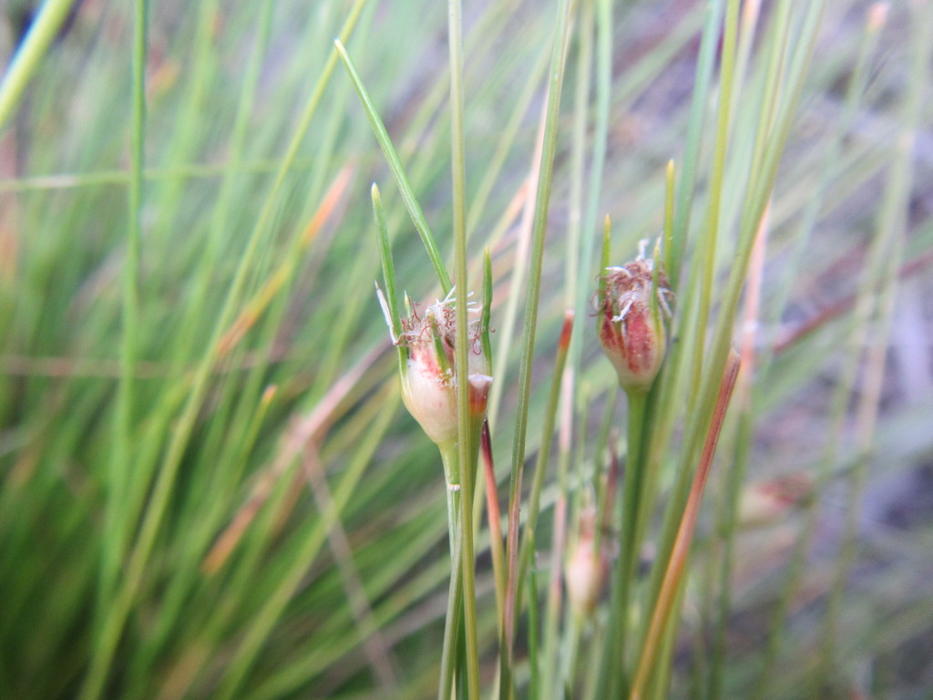 Close-up of young Ficinia capitella flower heads with protruding flowering parts