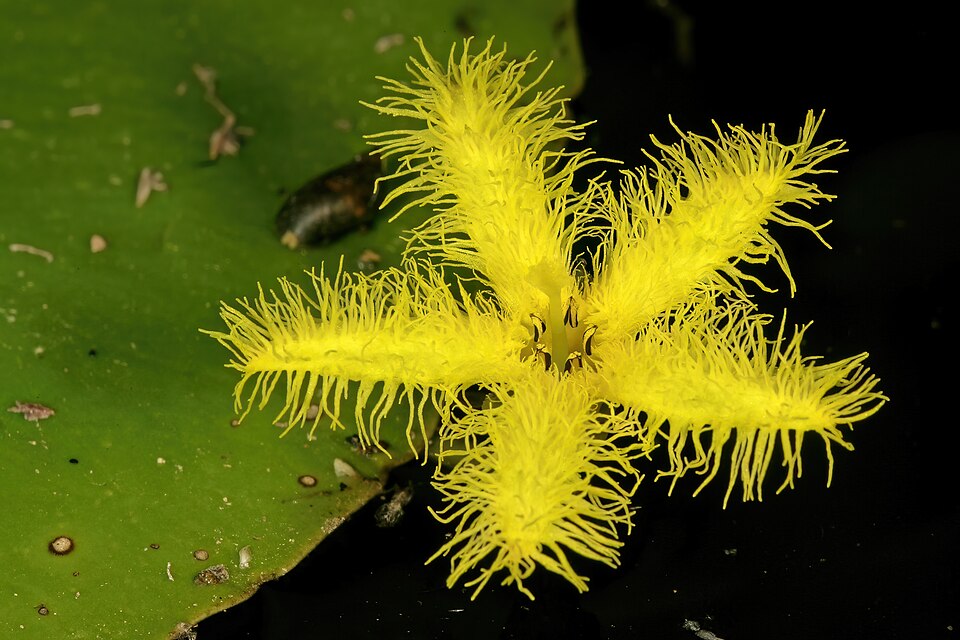 Fringed flower · SAplants · Wikimedia Commons · CC BY-SA 4.0