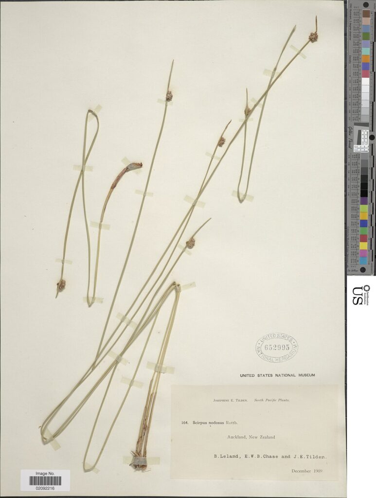 Full historical herbarium sheet of Ficinia nodosa collected in Auckland in December 1909