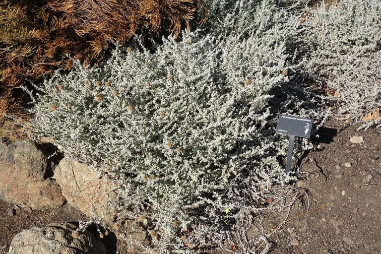 Whole plant of Plecostachys serpyllifolia showing its tangled silvery growth habit