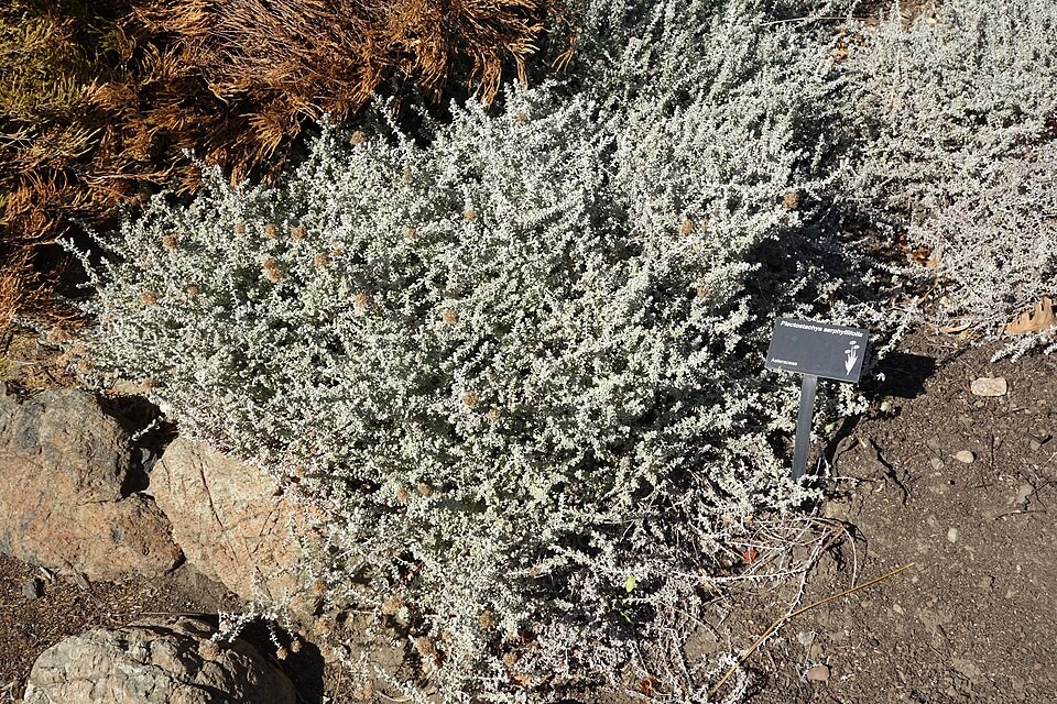 Whole plant of Plecostachys serpyllifolia showing its tangled silvery growth habit