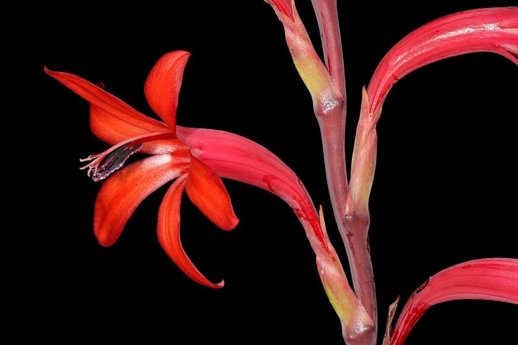 Plant detail of Watsonia meriana