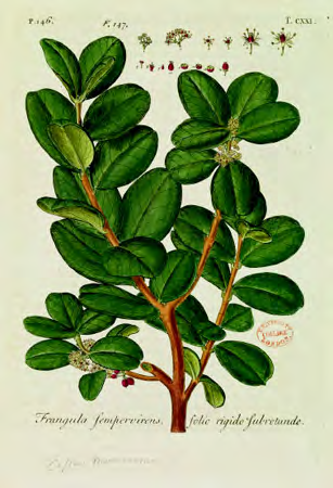 Maurocenia frangula · Johann Jakob Dillenius, Hortus Elthamensis, plate 121, figure 147 · 1732 · Public-domain artwork; scan via Natural History Museum, London / The Linnean Society