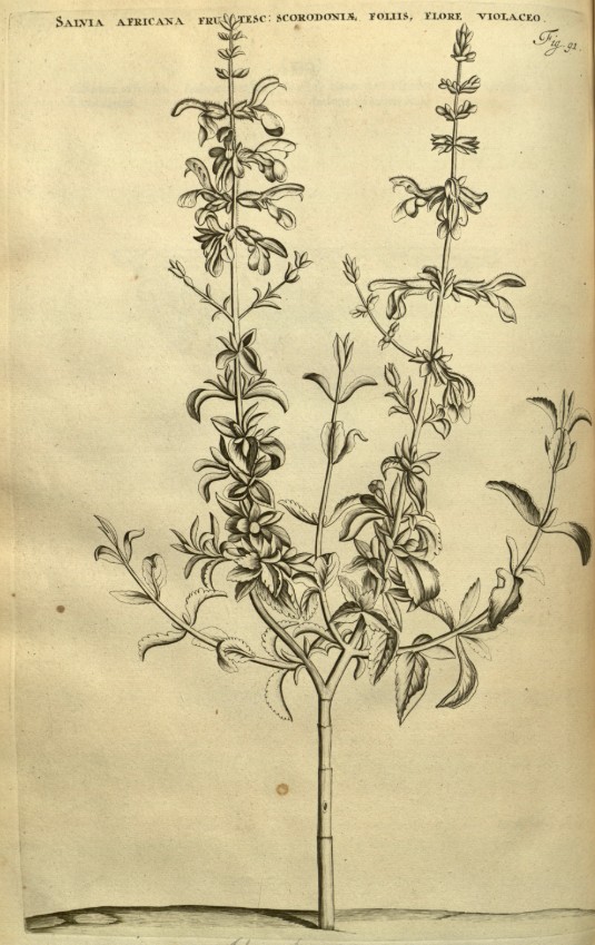 Botanical illustration or herbarium specimen of Salvia africana