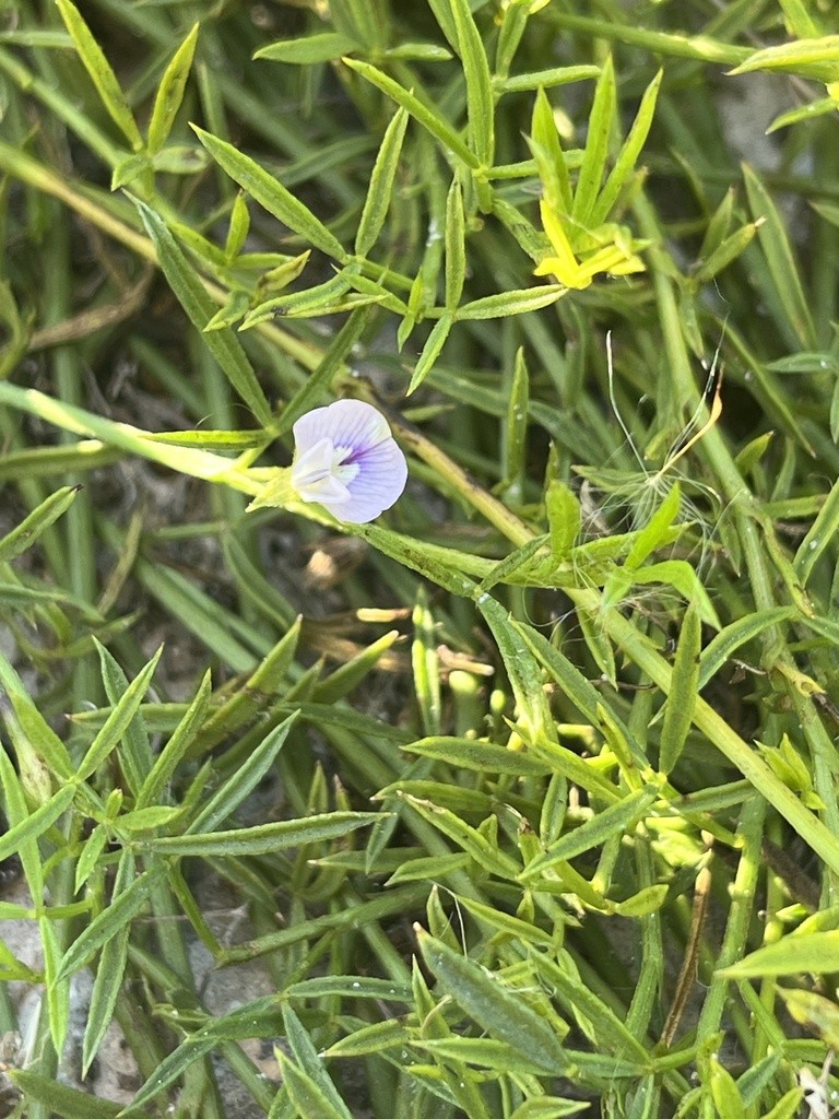 Psoralea glaucina showing its slender growth and small blue-purple and white pea flowers