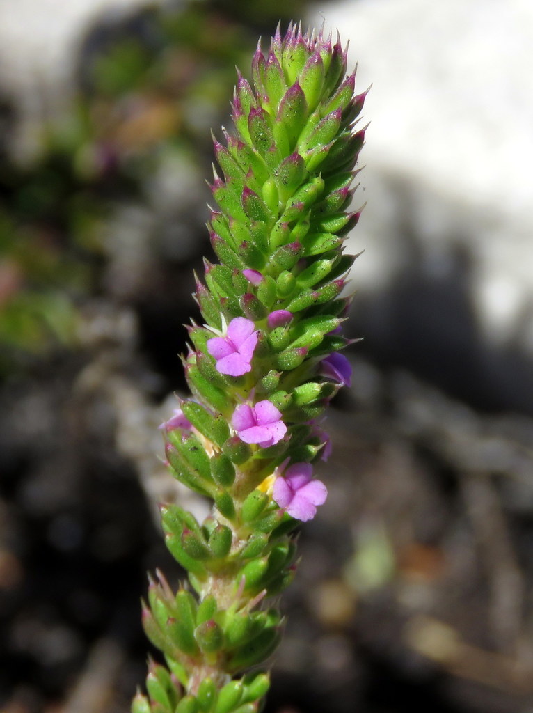 Flower and leaf detail · Gigi Laidler · iNaturalist · CC BY-NC