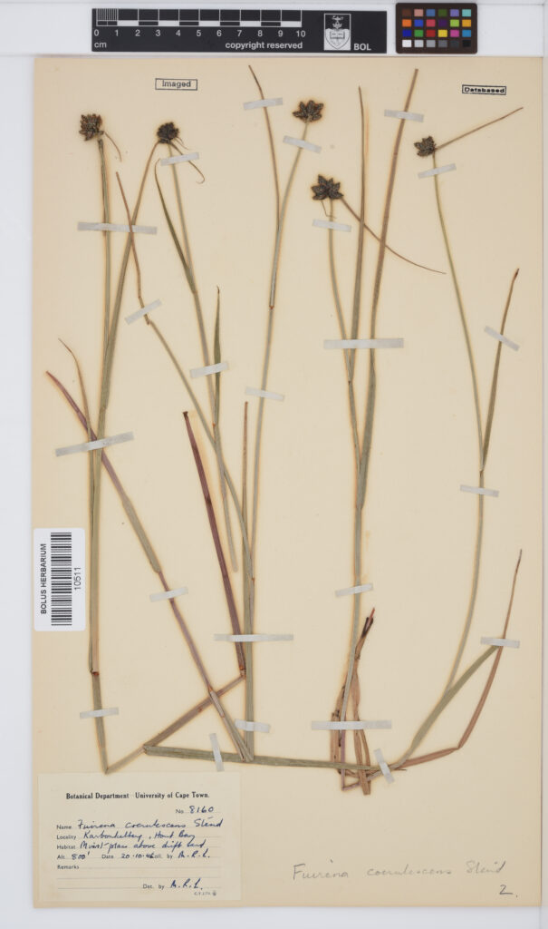 Complete historical Fuirena coerulescens herbarium sheet collected by M. R. Levyns at Karbonkelberg in 1946