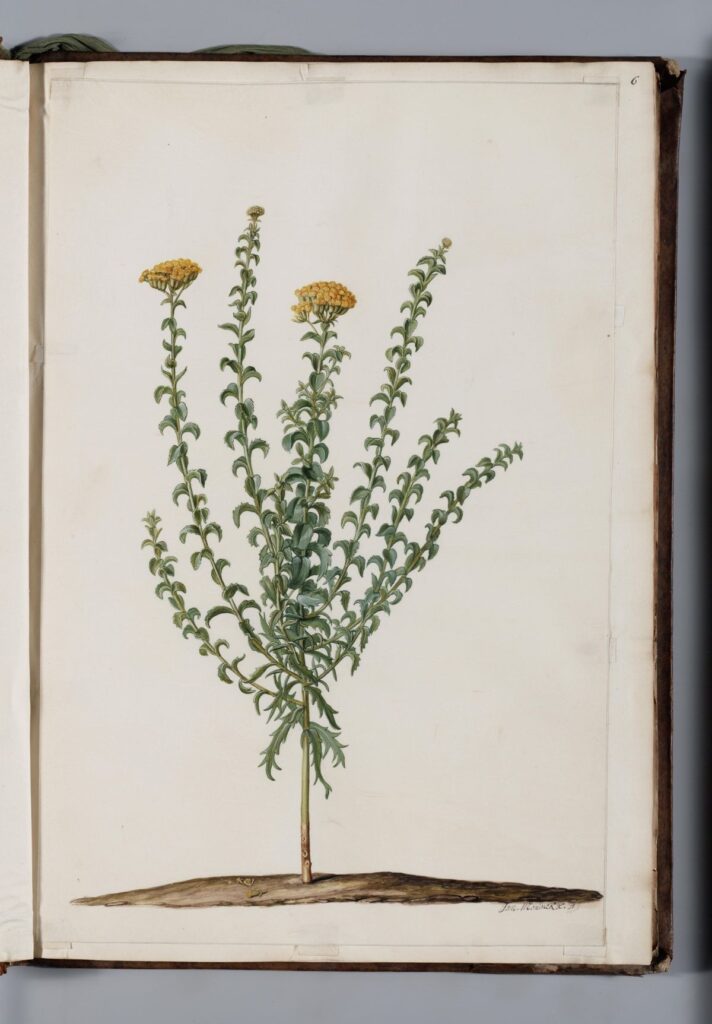 Historical botanical illustration of Athanasia dentata