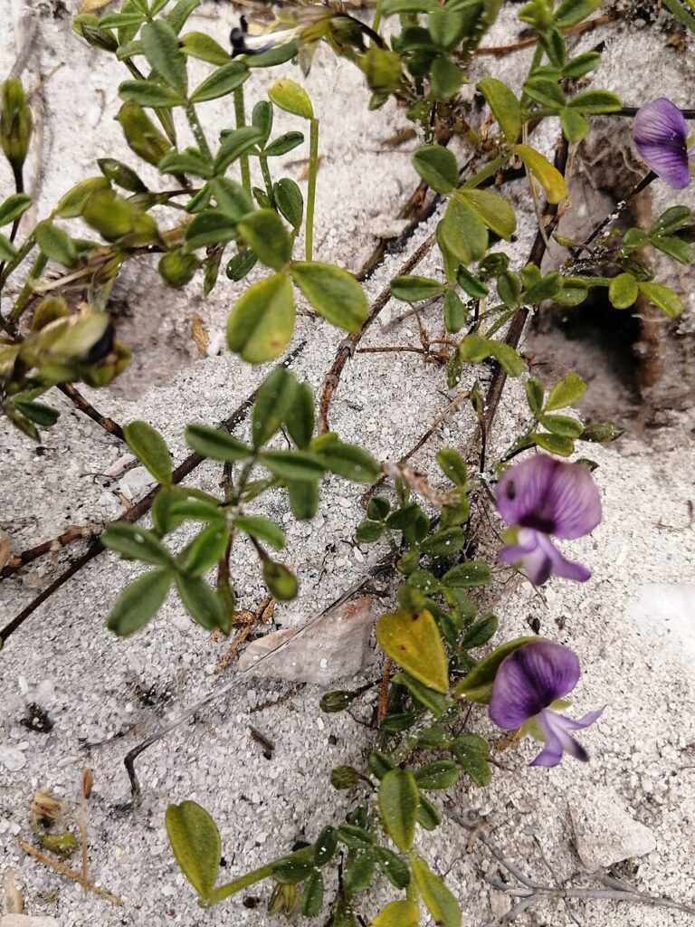 Detail of Psoralea repens
