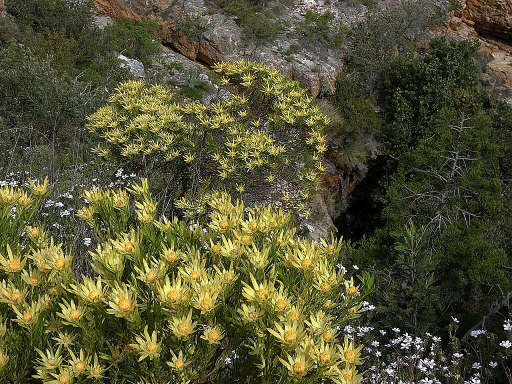 Group of entire Leucadendron xanthoconus shrubs flowering on Potberg