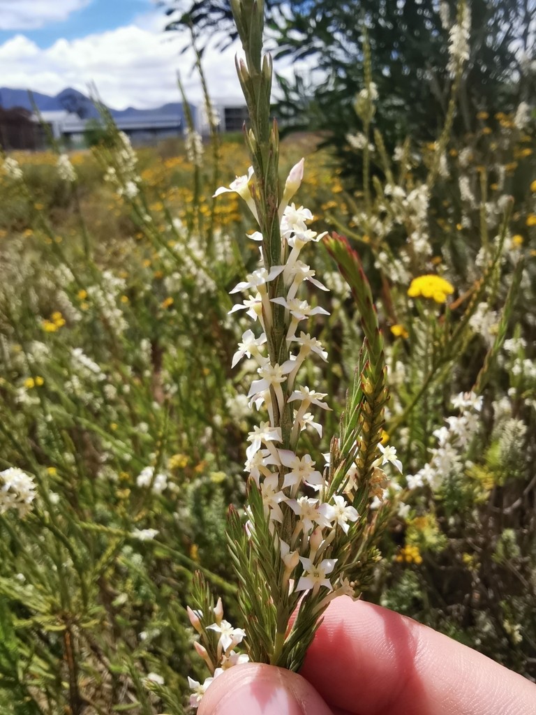 Entire Struthiola dodecandra shrub showing its upright, slender habit