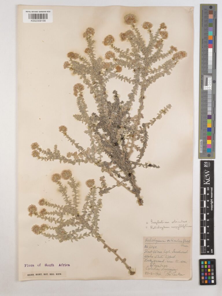 Historical botanical illustration or preserved specimen of Plecostachys serpyllifolia