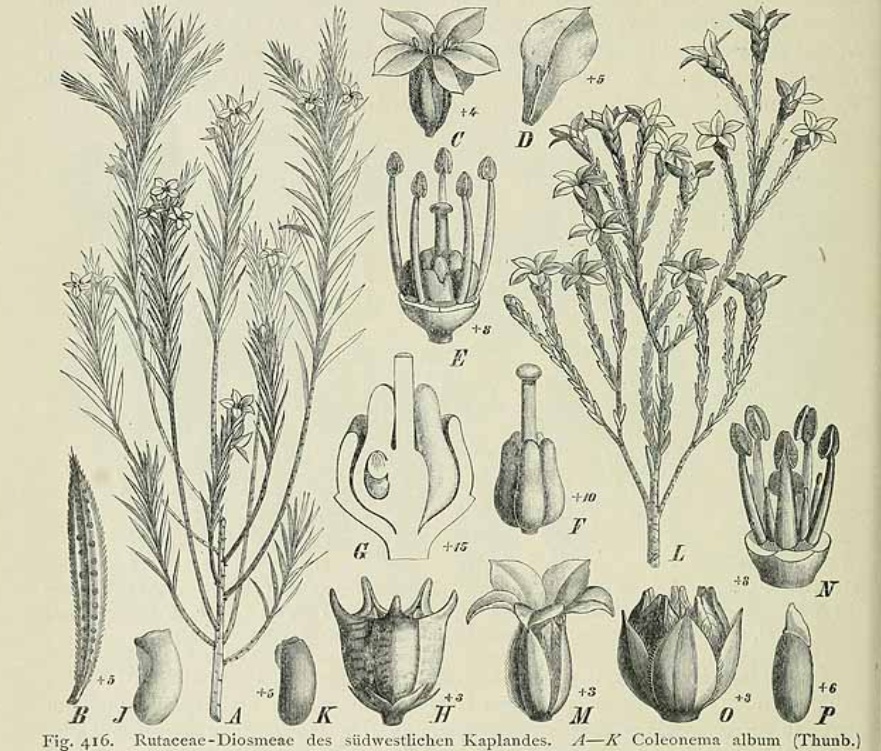 Complete historical botanical plate showing Coleonema album with enlarged flower and fruit details and the original printed caption