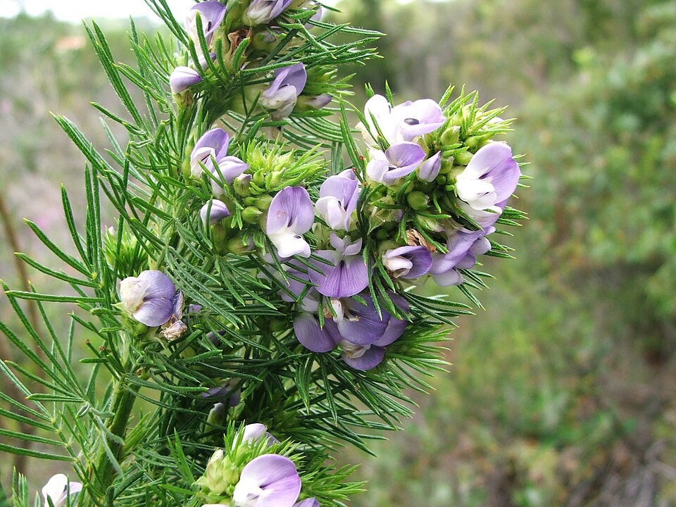 Detail of Psoralea pinnata