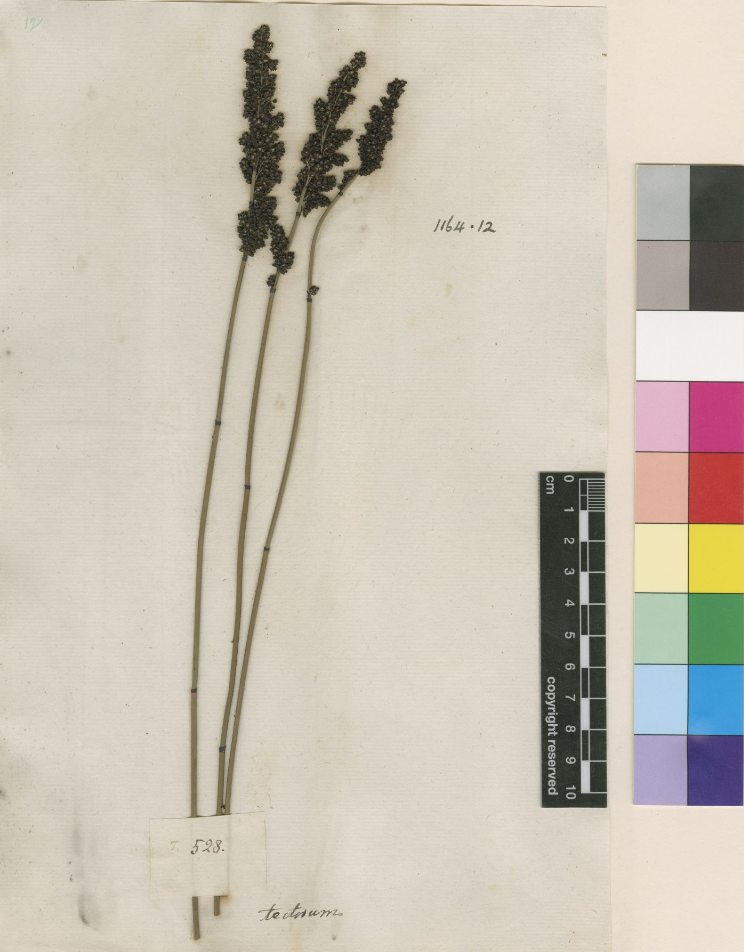 Historical Linnaean herbarium specimen of Restio tectorum, now Elegia tectorum, catalogue LINN 1164.12