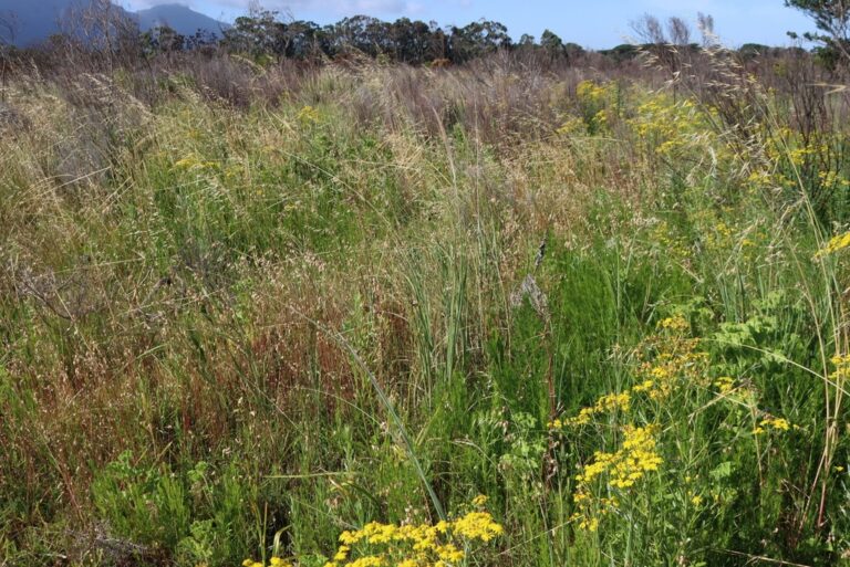 Mature clump of Pennisetum macrourum with numerous pale cylindrical flower spikes