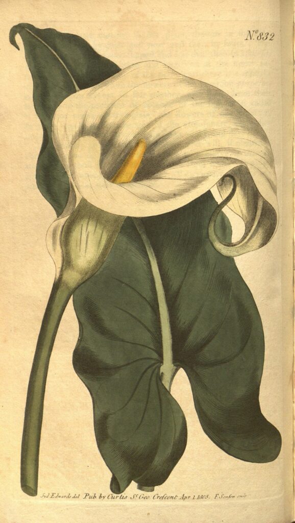 Botanical illustration or herbarium specimen of Zantedeschia aethiopica
