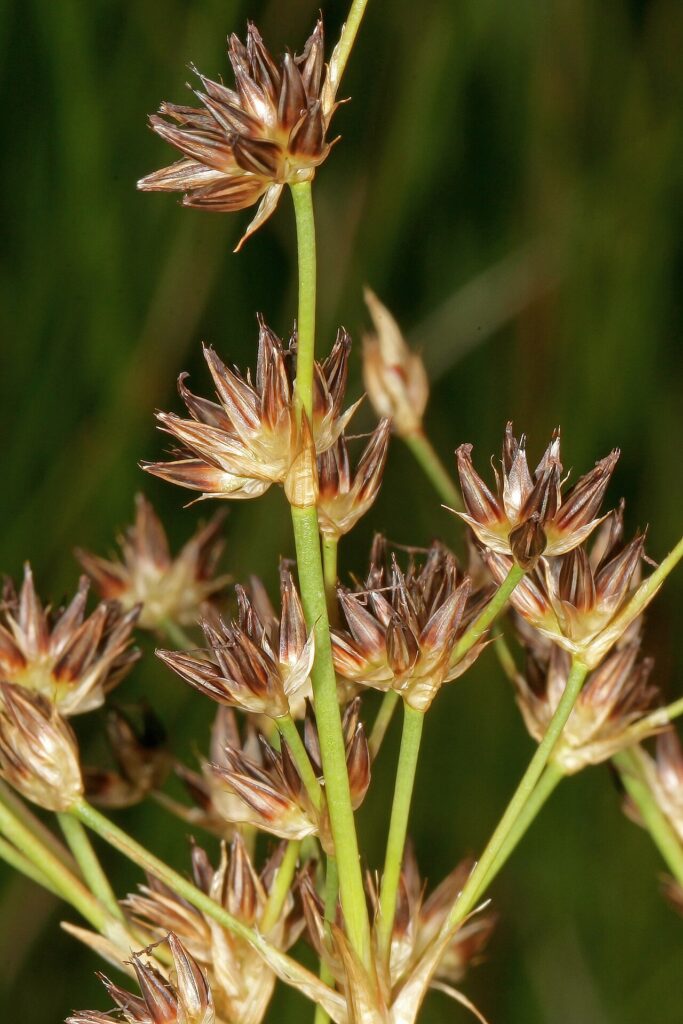 Close-up of the dark fruit clusters of Juncus lomatophyllus