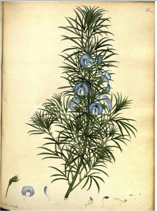 Historical botanical illustration or preserved specimen of Psoralea pinnata
