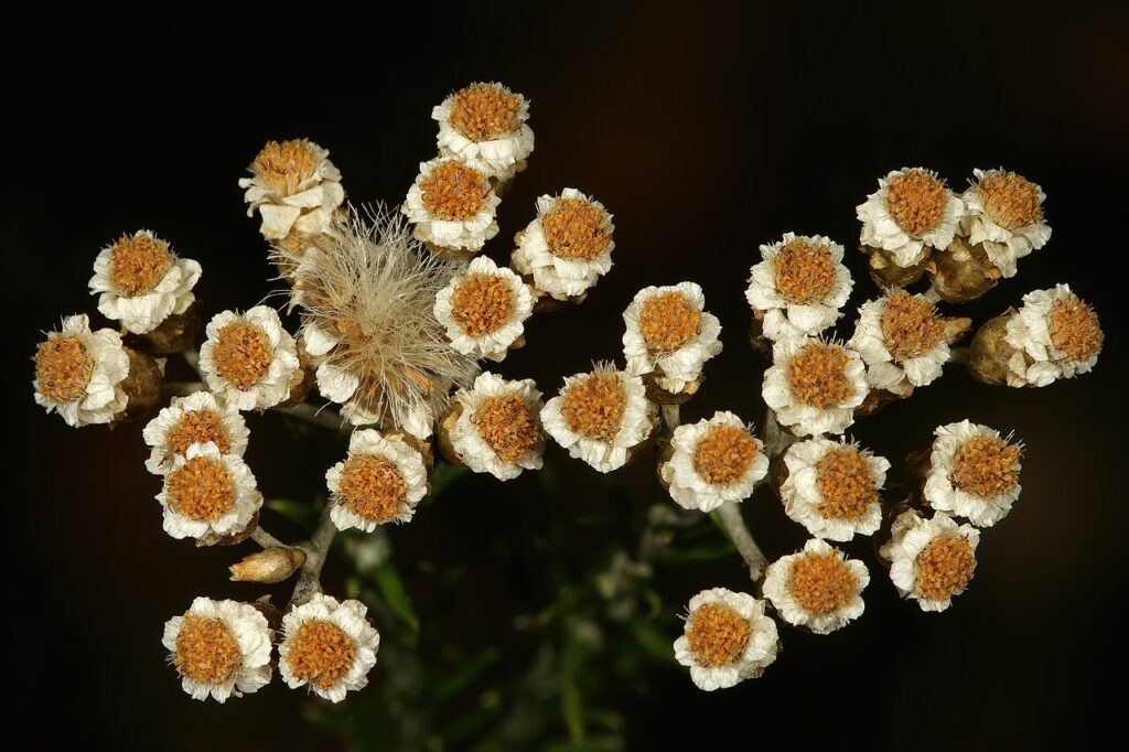 Close-up of Helichrysum teretifolium flower and fruiting heads