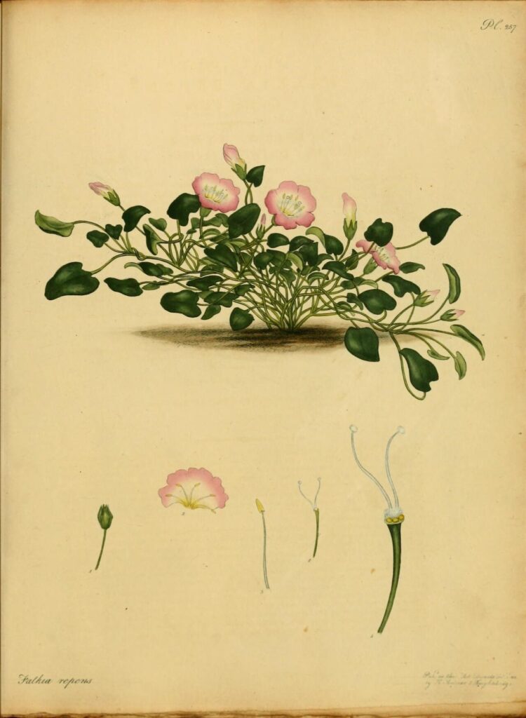 Historical botanical illustration of Falkia repens from The Botanist's Repository
