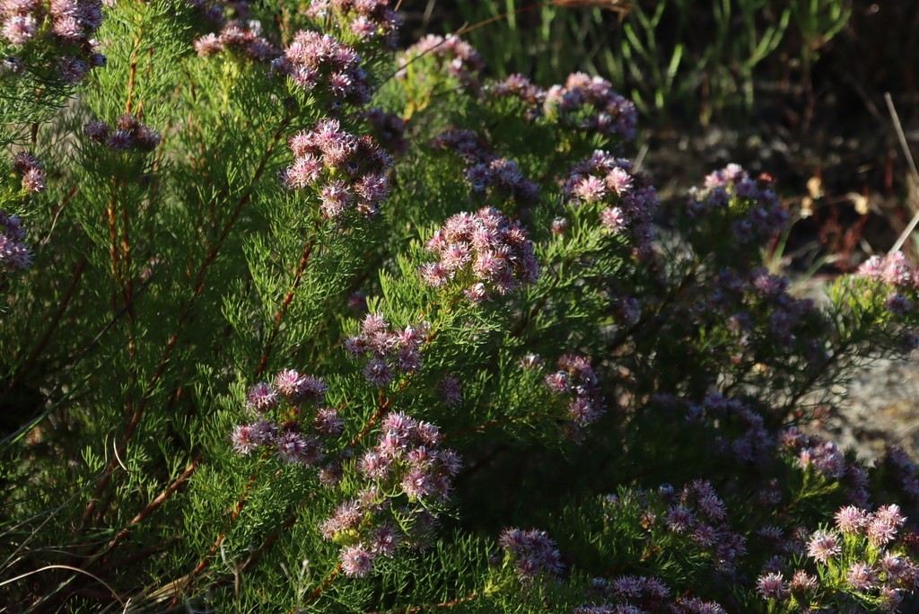 Plant detail of Serruria foeniculacea
