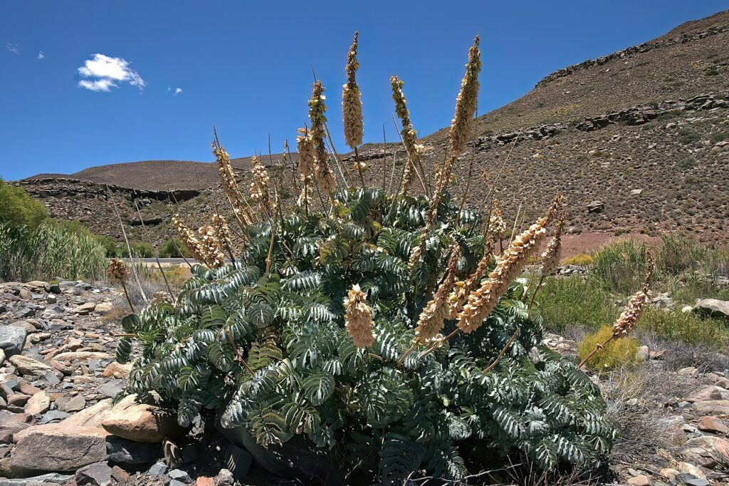 Entire Melianthus major shrub in natural streamside habitat