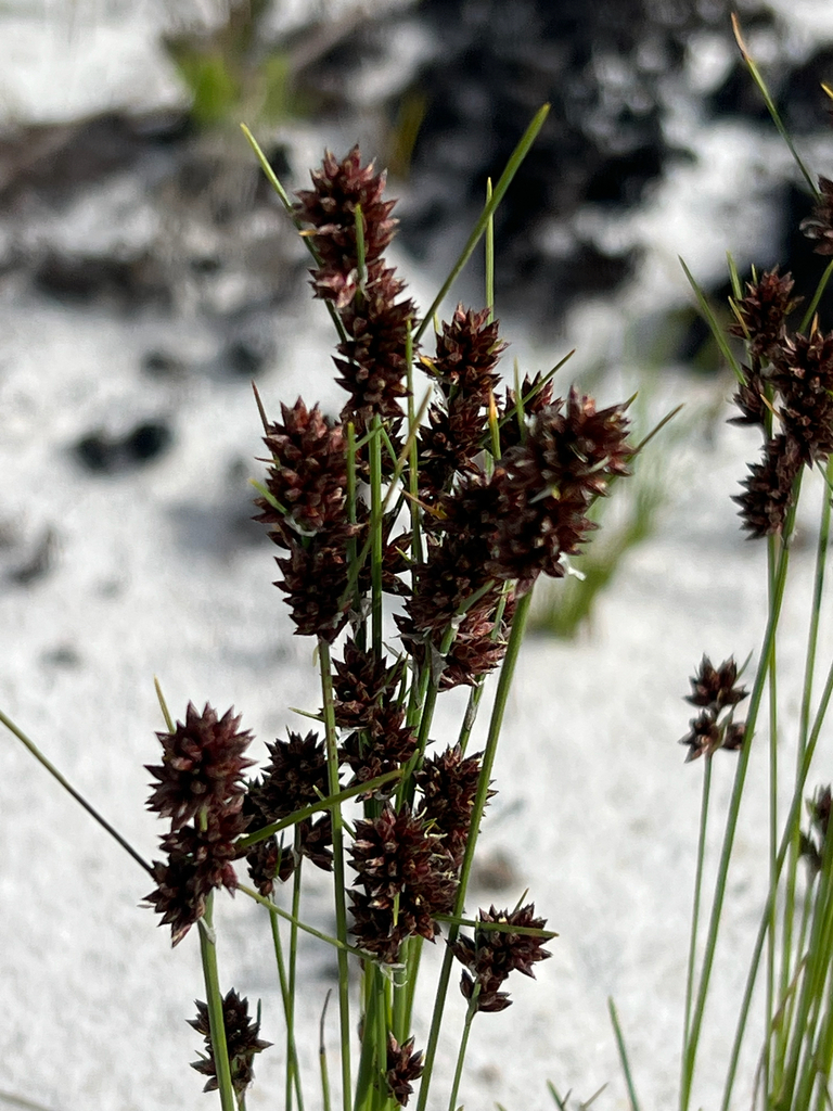 Close-up of Ficinia bulbosa brown spikelets and green stems