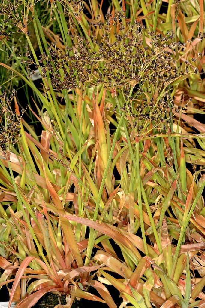 Uncropped Juncus lomatophyllus showing broad leaves and branched fruiting stems