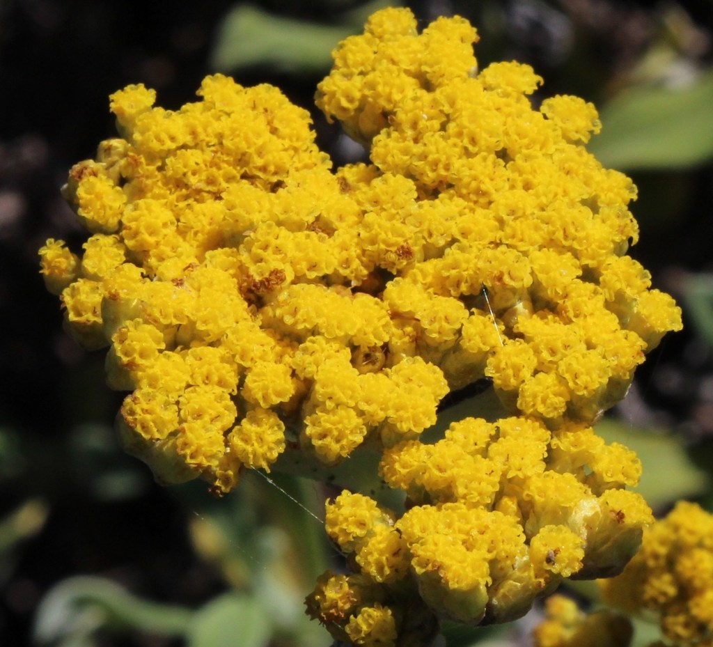 Close-up of Helichrysum odoratissimum flowerheads